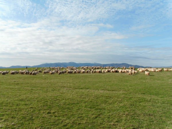 stádo ovcí